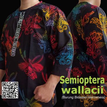 Semioptera wallacii